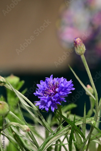 Close-up of Blue Cornflower Blossom – Macro Shot of Centaurea Cyanus