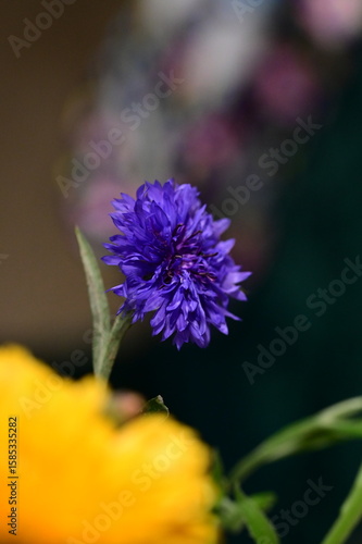 Close-up of Blue Cornflower Blossom – Macro Shot of Centaurea Cyanus