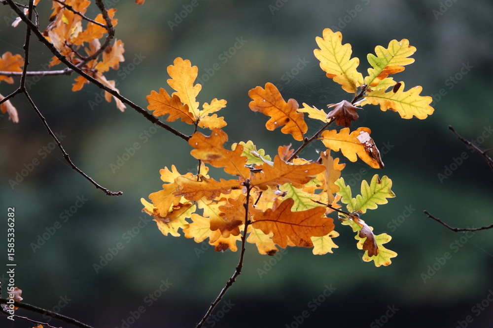 Obraz premium Eichenblätter im Herbst