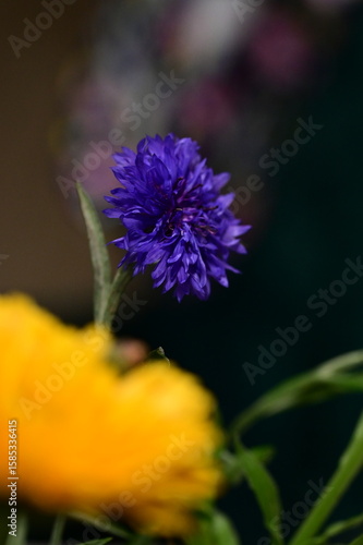 Close-up of Blue Cornflower Blossom – Macro Shot of Centaurea Cyanus