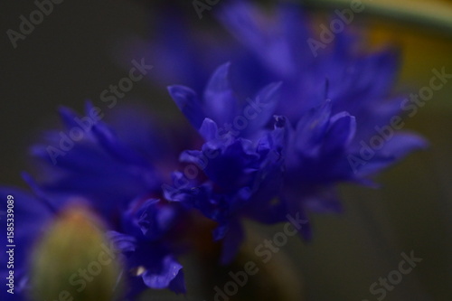 A detailed macro photograph of a vivid blue cornflower (Centaurea cyanus) in full bloom, isolated against a soft green background. 