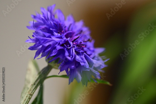 A detailed macro photograph of a vivid blue cornflower (Centaurea cyanus) in full bloom, isolated against a soft green background. 