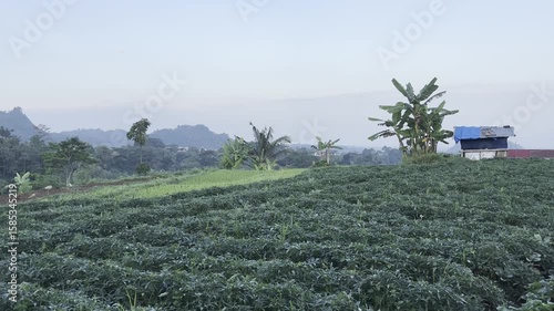 Plantation in Rural Indonesia