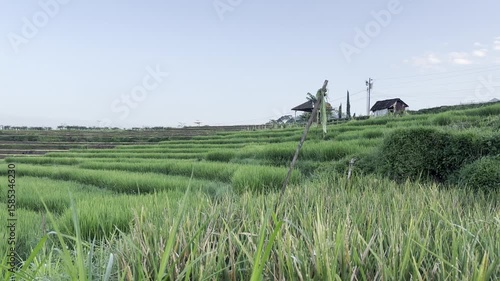 Rice Field in Indonesia at Dusk