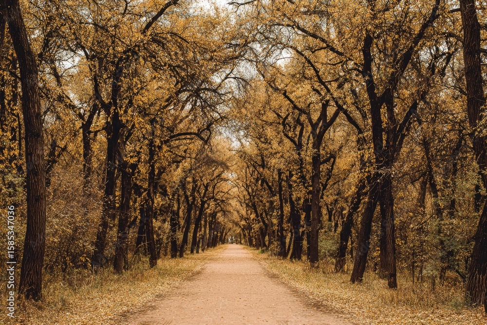 Fototapeta premium Autumnal path through a golden-leafed woodland