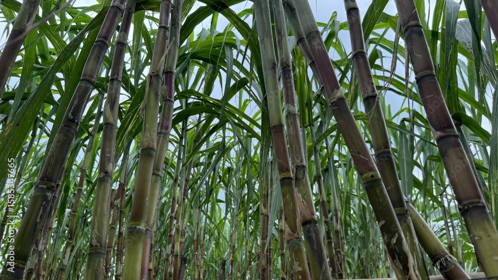 Obraz premium Sugarcane stalks stand tall with vibrant green leaves reaching skyward in a dense tropical field