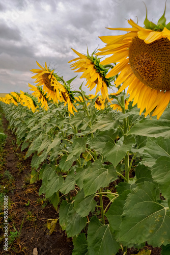 Vast field of blooming sunflowers under a cloudy sky stretches to the horizon. Bright yellow flowers in summer. Perfect for themes of agriculture, nature, rural beauty, and floral backgrounds.