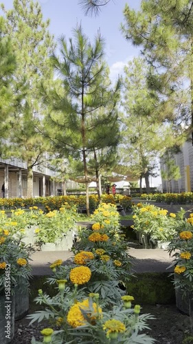 Marigold Garden and Blue Sky - Portrait 