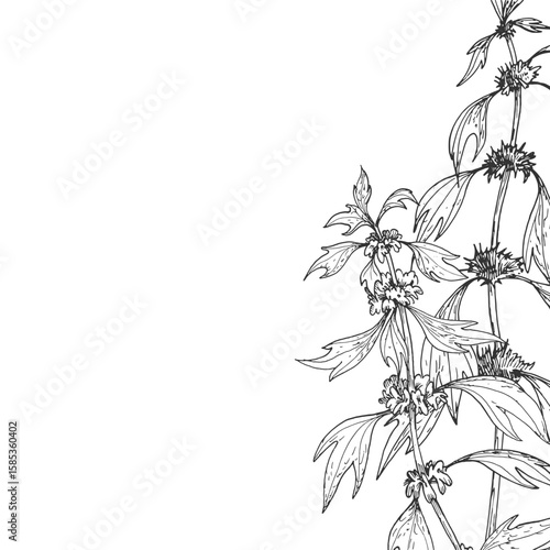 Motherwort branches frame. Vector illustrations hand drawn with ink and isolated on white background. Template for label design