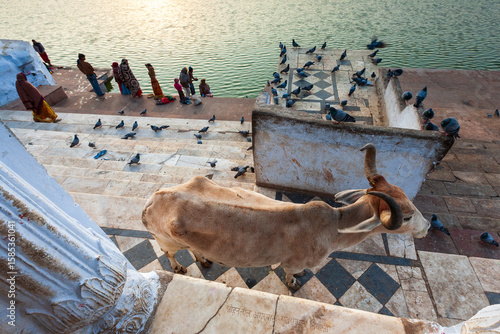 Obraz na plátně A sacred cow on the ghats of Pushkar Lake, Rajasthan, India