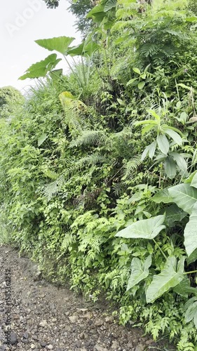 Tropical Plants in Asia