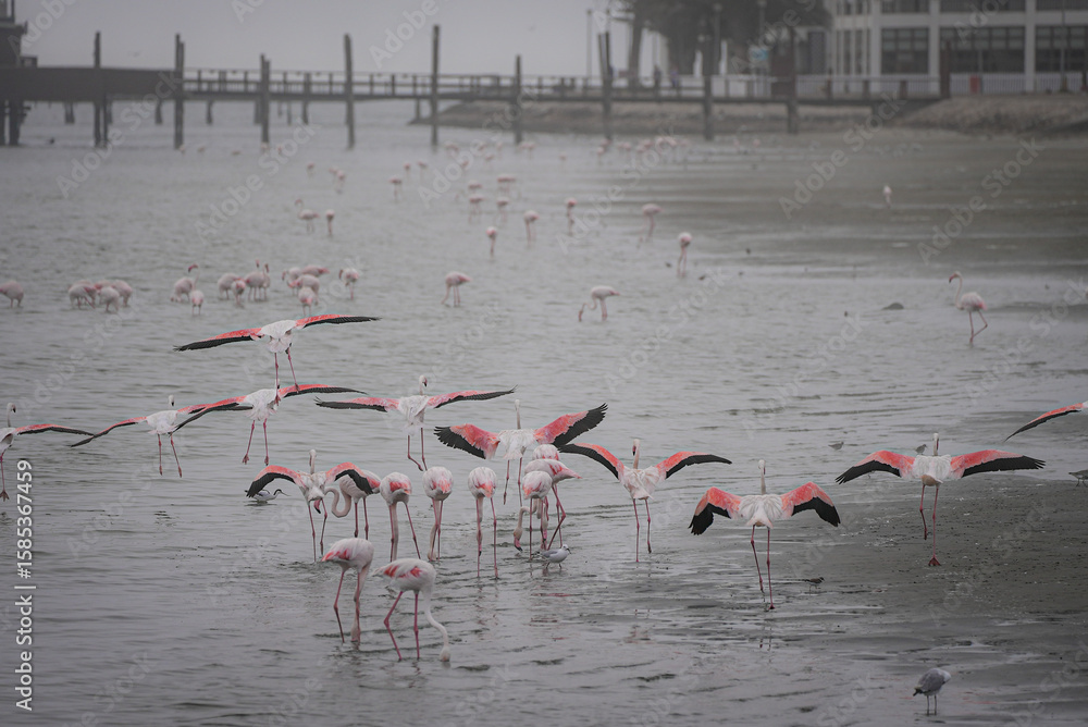 Fototapeta premium A group of flamingos stands and feeds in shallow water, while several birds spread their wings, revealing striking pink and black feathers near a misty waterfront with a pier.
