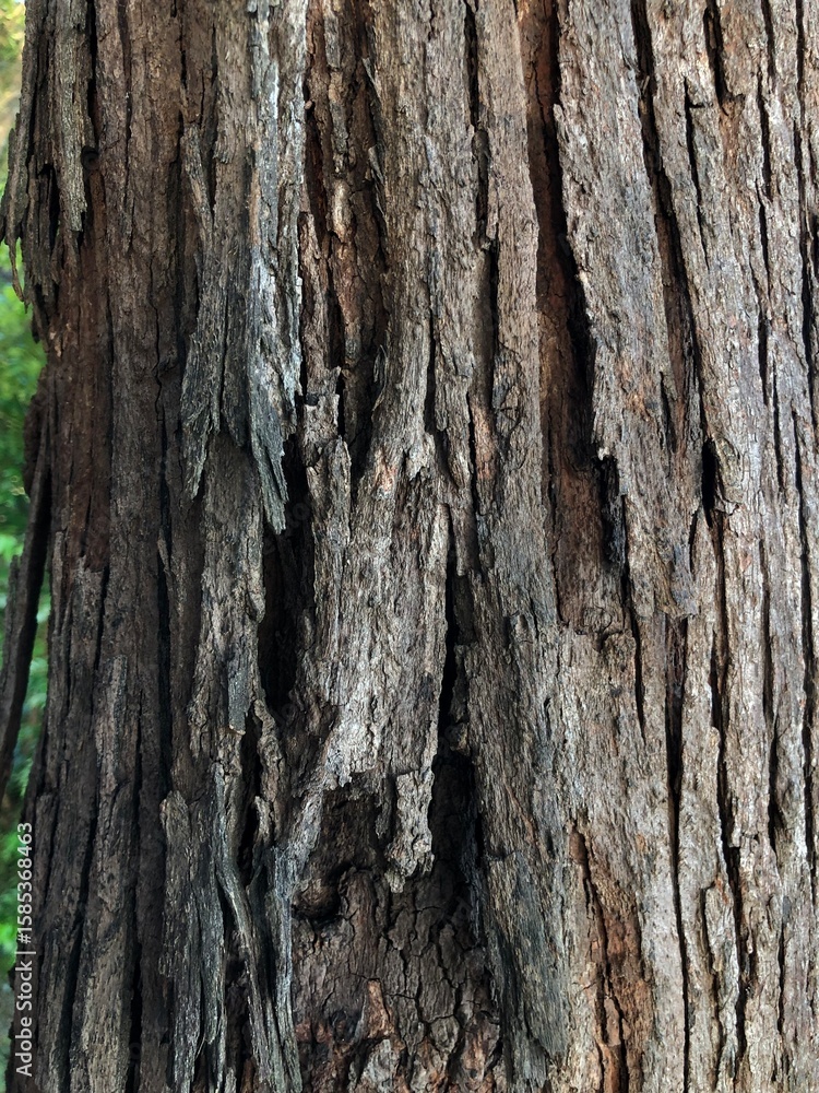 Fototapeta premium Close up tree bark texture as a wooden background