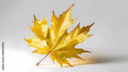 Yellow leaf isolated on transparent background  