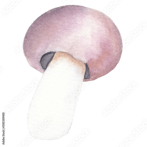 Hand Drawn Mushroom⁠
