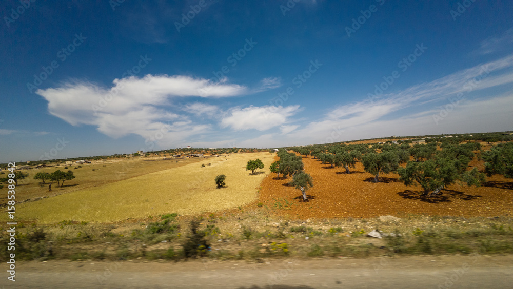 Obraz premium Rural Landscape with Olive Trees and Fields