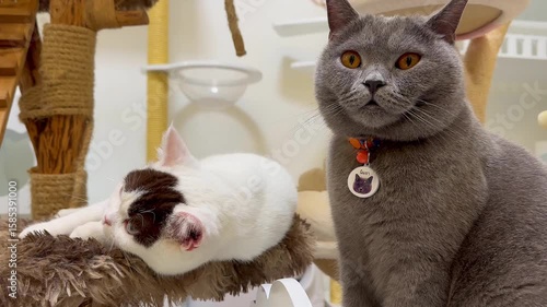 Two adorable cats, one white with brown patches and another grey, relax in their cozy cat tree, showcasing their playful and curious personalities.