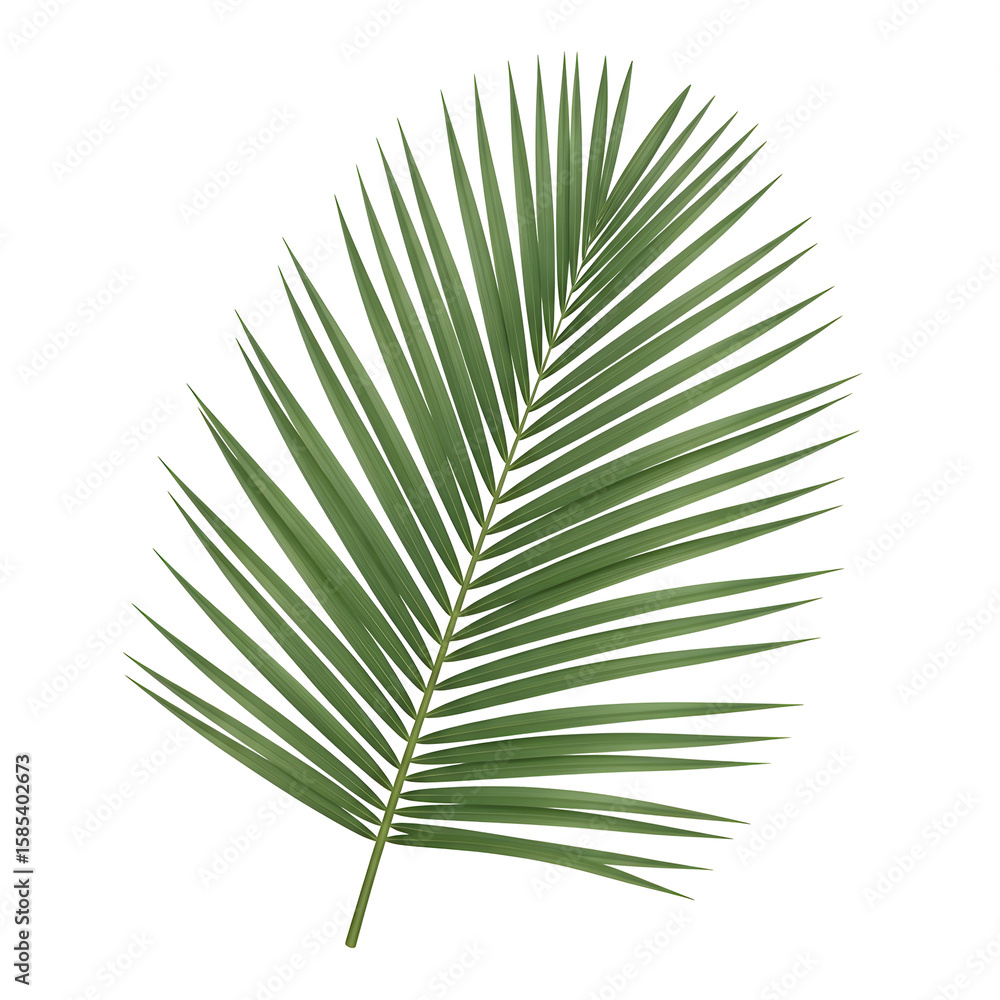 Obraz premium Palm leaf on isolated black background