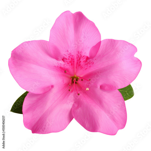 Single Pink Balsam Flower in Full Bloom, Isolated on White Background