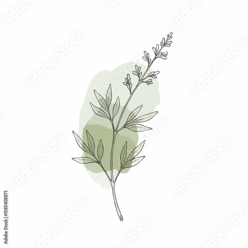 Botanical illustration of a sprig with a watercolor background