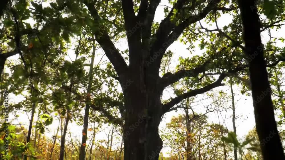 Lush forest canopy with towering oak Lush forest canopy with towering oak
