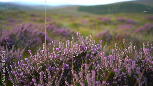Lush purple heather field