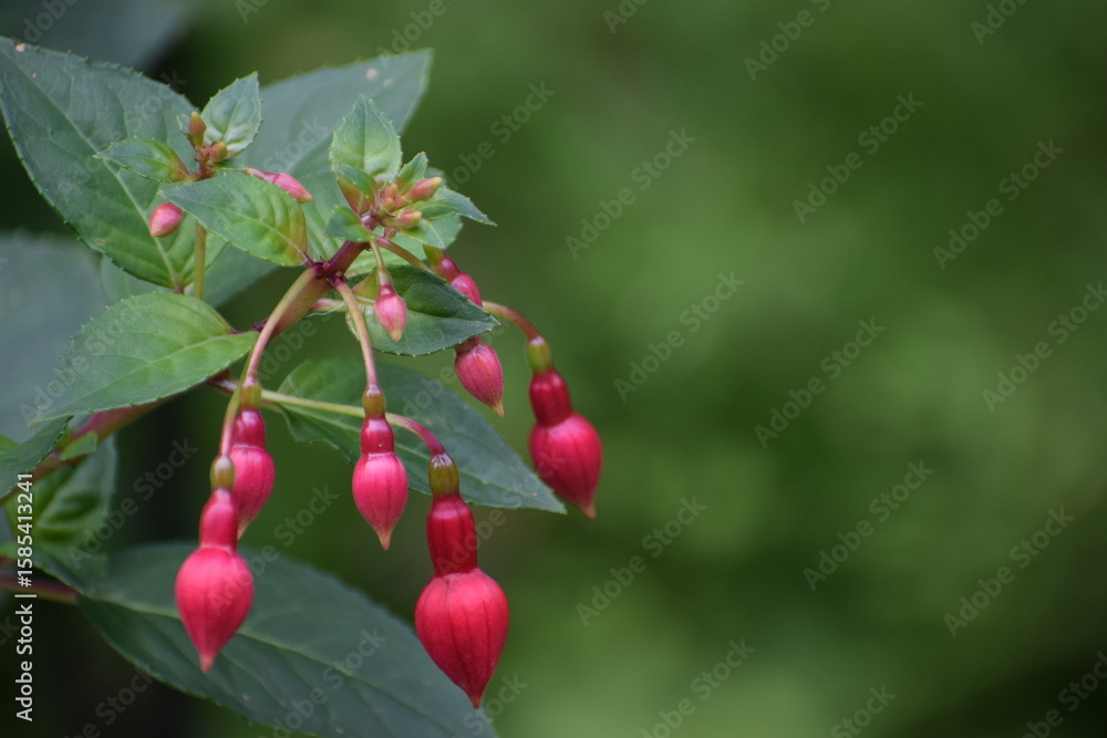Obraz premium the photo shows fuchsia flowers