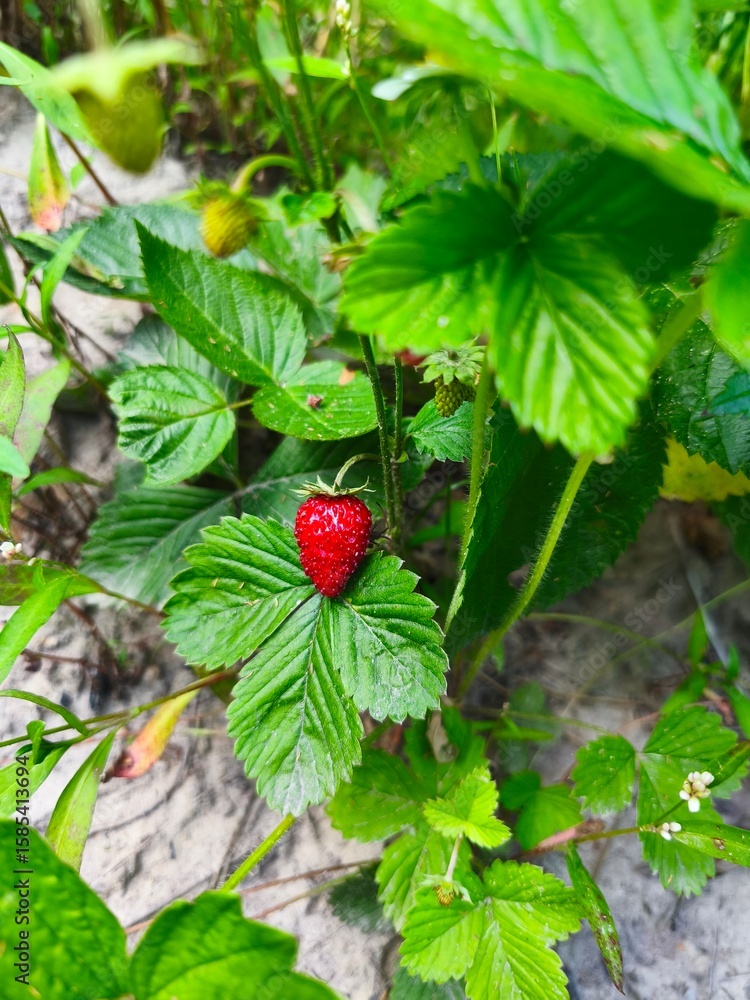 wild strawberry on a bush wild strawberry on a bush