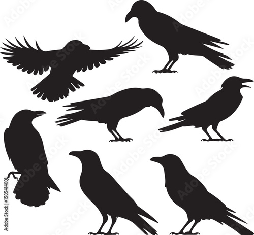 Collection of black silhouette raven and crow birds in various poses on white background