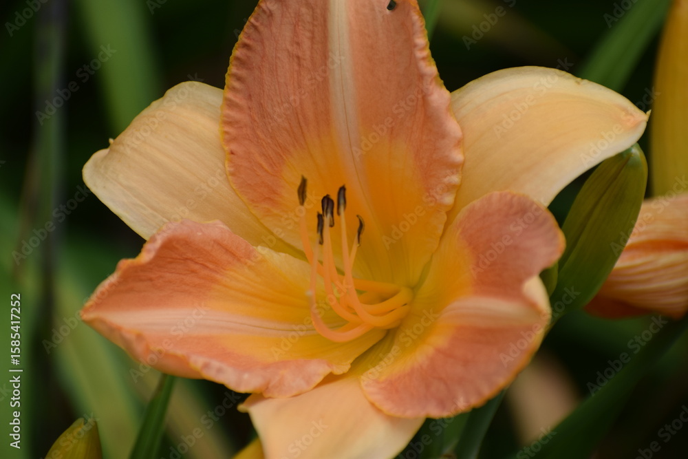 Fototapeta premium orange lily flower