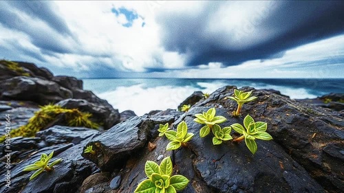 plants on rocks on the coast.Seamless 4k time lapse virtual video animation 