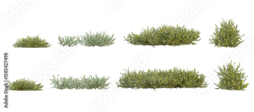 Set of 3d plant of olea europaea in different view on transparent background