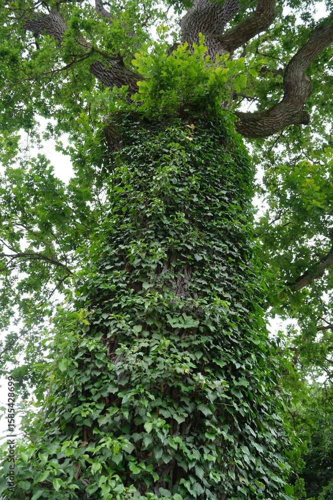 Fototapeta premium The trunk of a large oak tree covered with green ivy