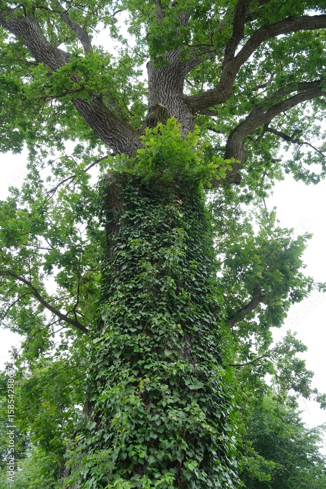 Fototapeta premium The trunk of a large oak tree covered with green ivy