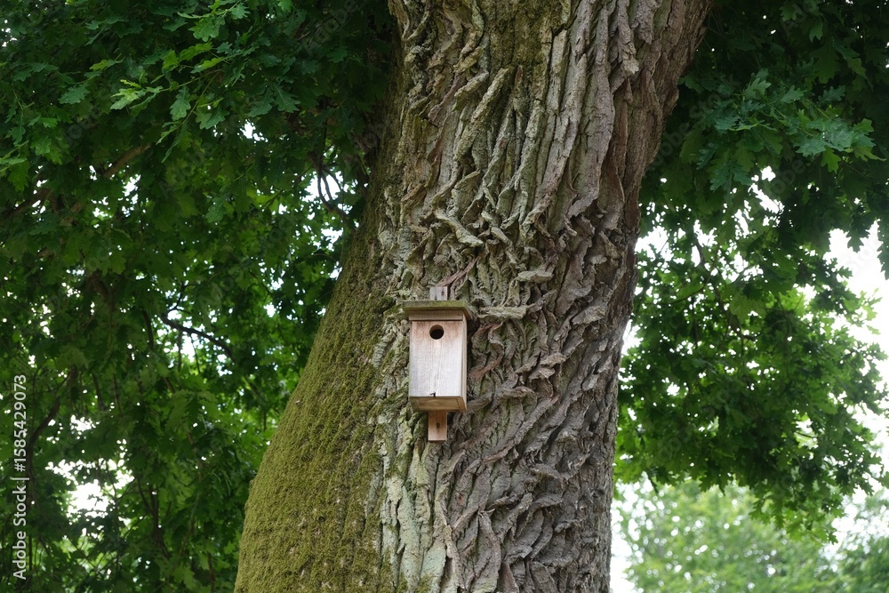 Obraz premium Close-up of the wrinkled trunk of a large oak tree with a bird nesting box.