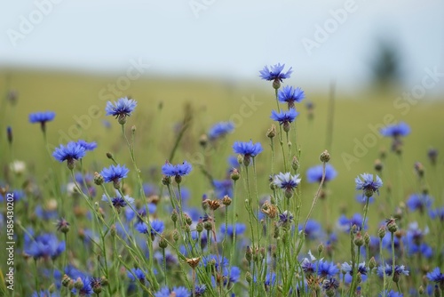Tableau sur toile Close up of field full of blooming Cornflower (Centaurea cyanus)
