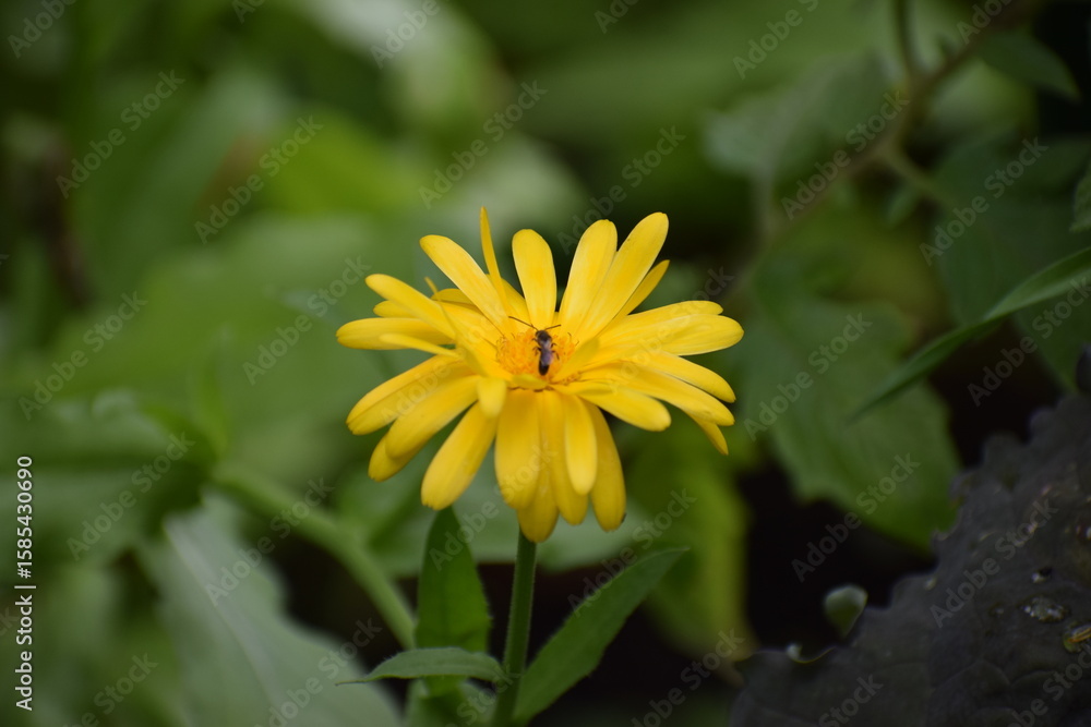 yellow flower in the garden yellow flower in the garden