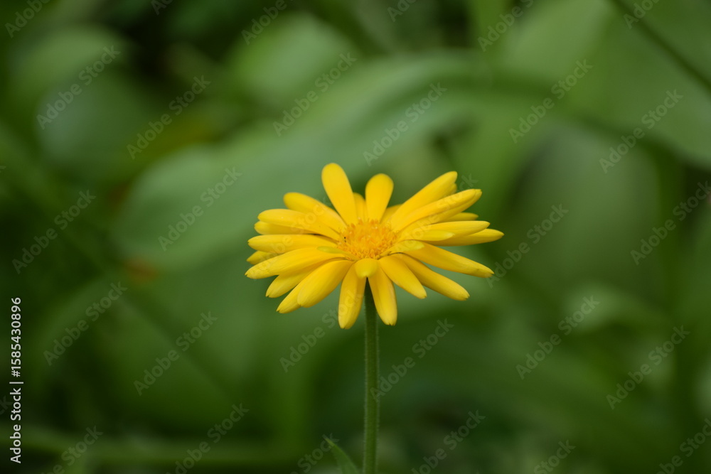 yellow dandelion flower yellow dandelion flower