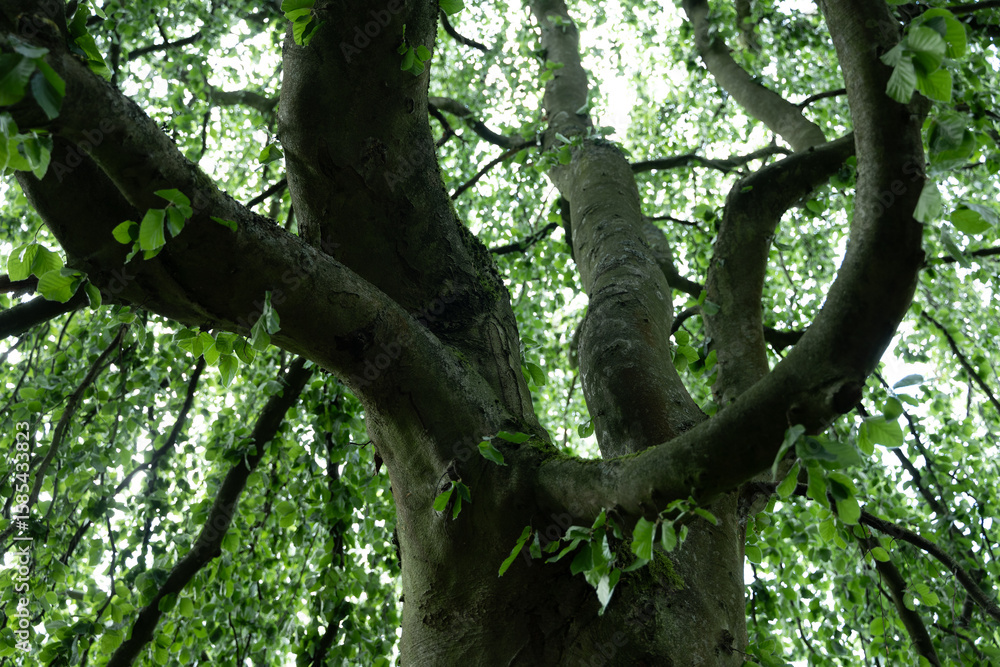 Fototapeta premium baum krone wald natur