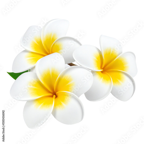3d render Plumeria tropical flowers 3d vector of exotic flowering plants. Realistic blossom of Hawaiian frangipani petals. Thailand and Bali national symbol in clay style. Amazing Asian vacation