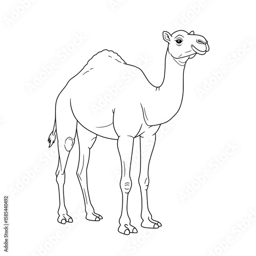 Line art depiction of a camel in black and white standing against a white background