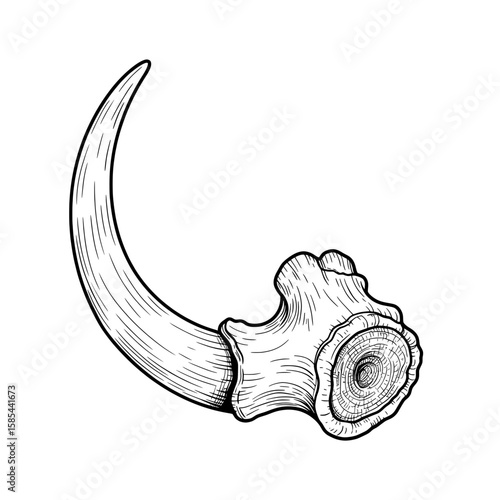 An animal skull with one large curved horn illustration art with line shading details