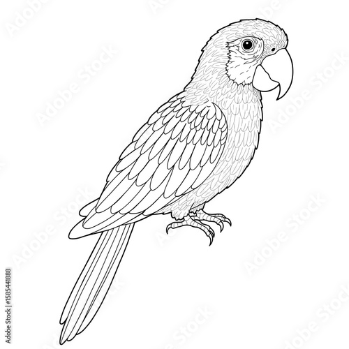 Outlined detailed illustration of a parrot, a bird with curved beak and clawed feet
