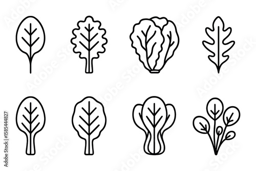 Leafy Greens Icons. Outline icon set of leafy greens: spinach, kale, lettuce, arugula, swiss chard, collard
