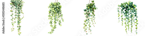 String of Pearls Plant Watercolor Collection on White