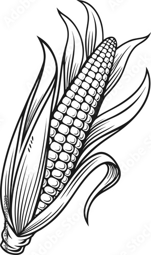 Vector illustration of fresh ears of corn on the cob showing yellow maize with green leaves isolated on white background