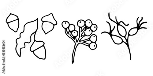 Set of rose hips, rowan berries, acorn nuts. Simple black graphics, hand drawn in doodle style. Vector illustration of autumn elements of nature. Outline drawing for Thanksgiving, cards, invitations
