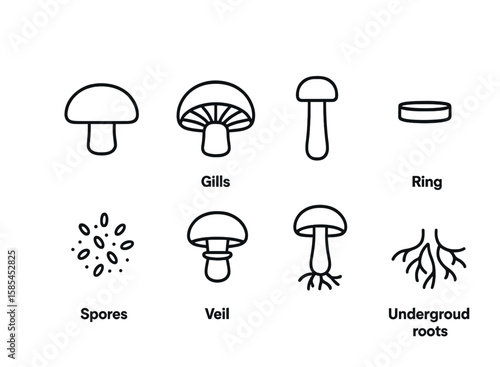 Mushroom Anatomy Icons. Outline icon set of mushroom anatomy: cap, gills, stem, ring, spores, veil, mycelium,