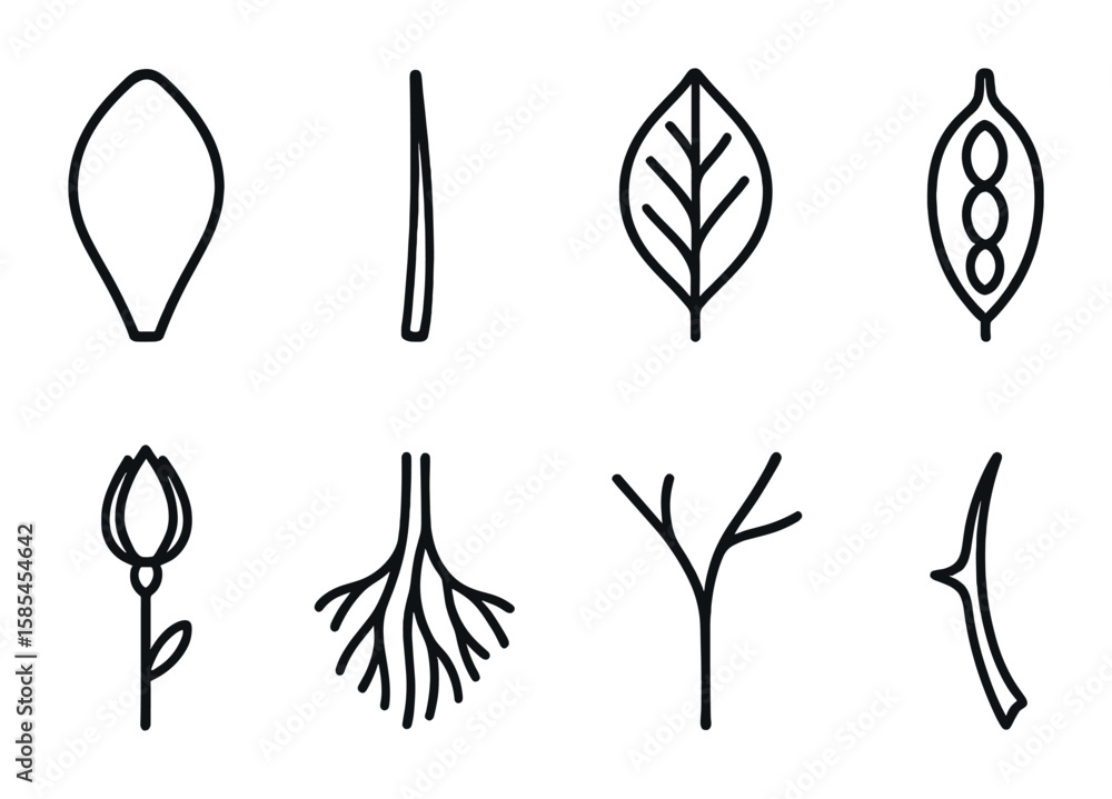 Botanical Line Icons. Outline icon set of botanical elements: petal, stem, leaf vein, seed pod, flower bud, Botanical Line Icons. Outline icon set of botanical elements: petal, stem, leaf vein, seed pod, flower bud,