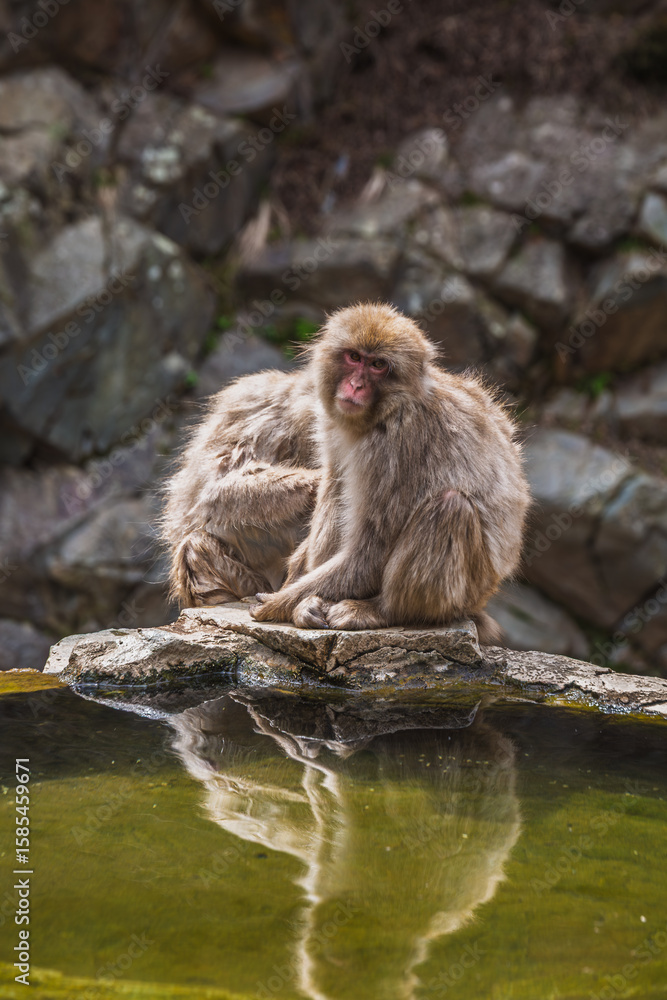 Naklejka premium Japanese macaque, also known as snow monkey, sits on a rock near a pond in Jigokudani Monkey Park, Nagano, Japan. The monkey's reflection is visible in the water.